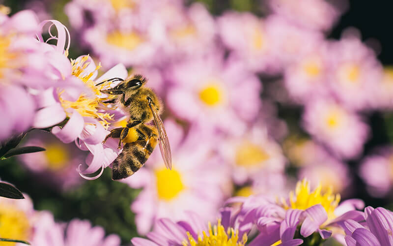 Pourquoi une journée mondiale des abeilles
